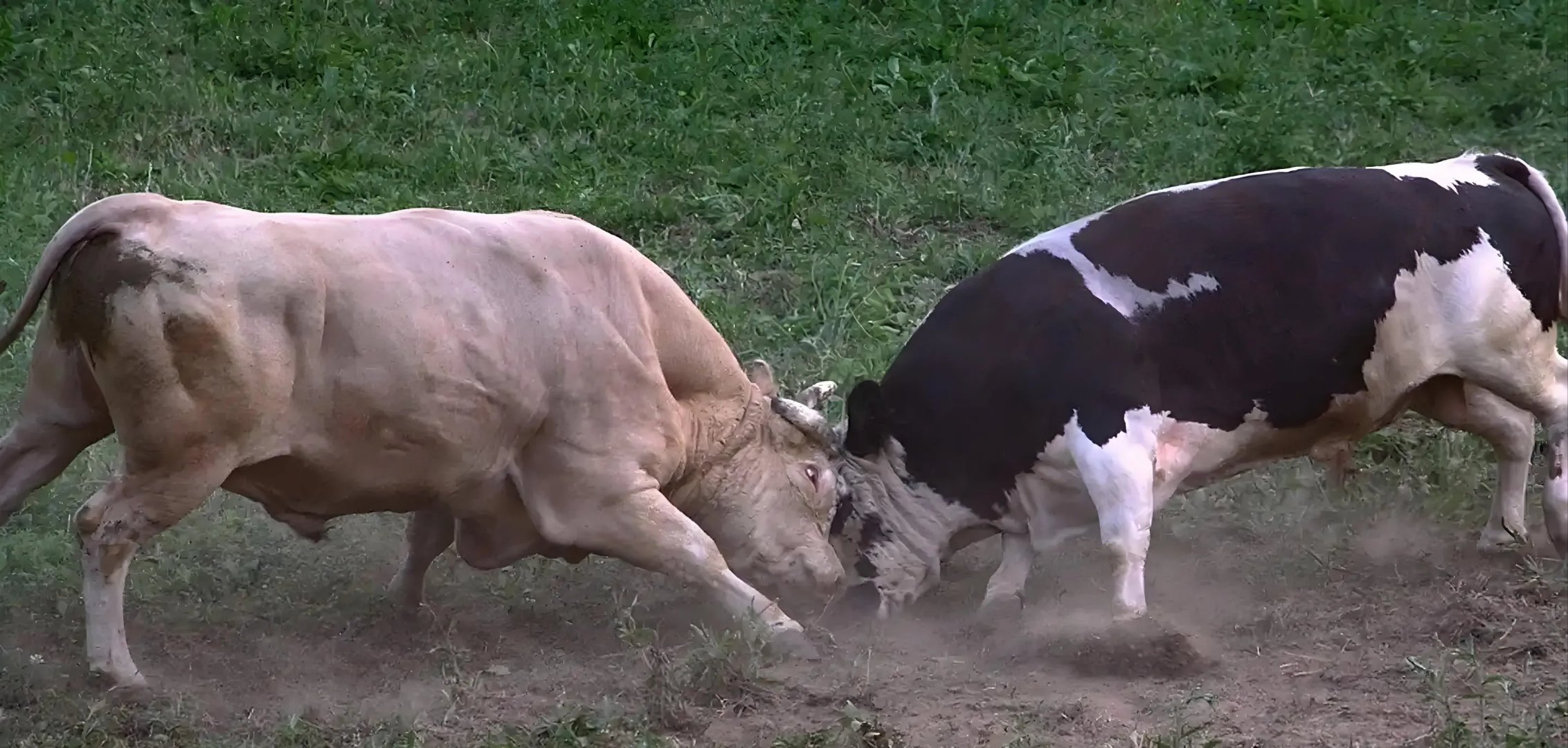 公牛不敌老鹰，遭遇两连败的简单介绍