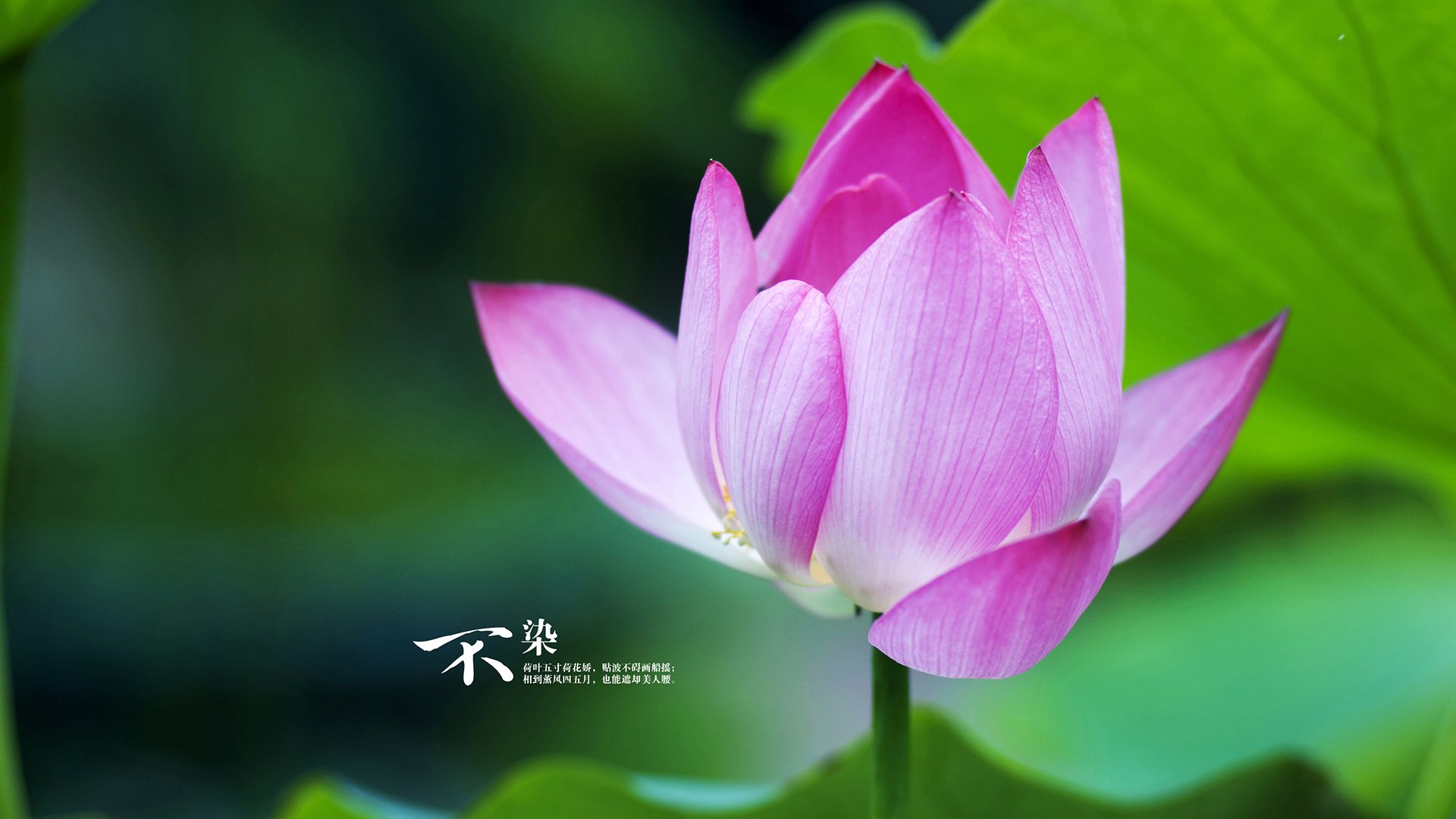 冰与火之歌，从雷克雅未克到曼彻斯特的逆袭史诗