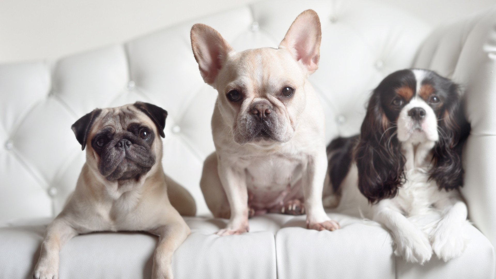 烈焰与寒铁，当太阳的炮火覆盖活塞，布伦森在德甲战场宣告王权