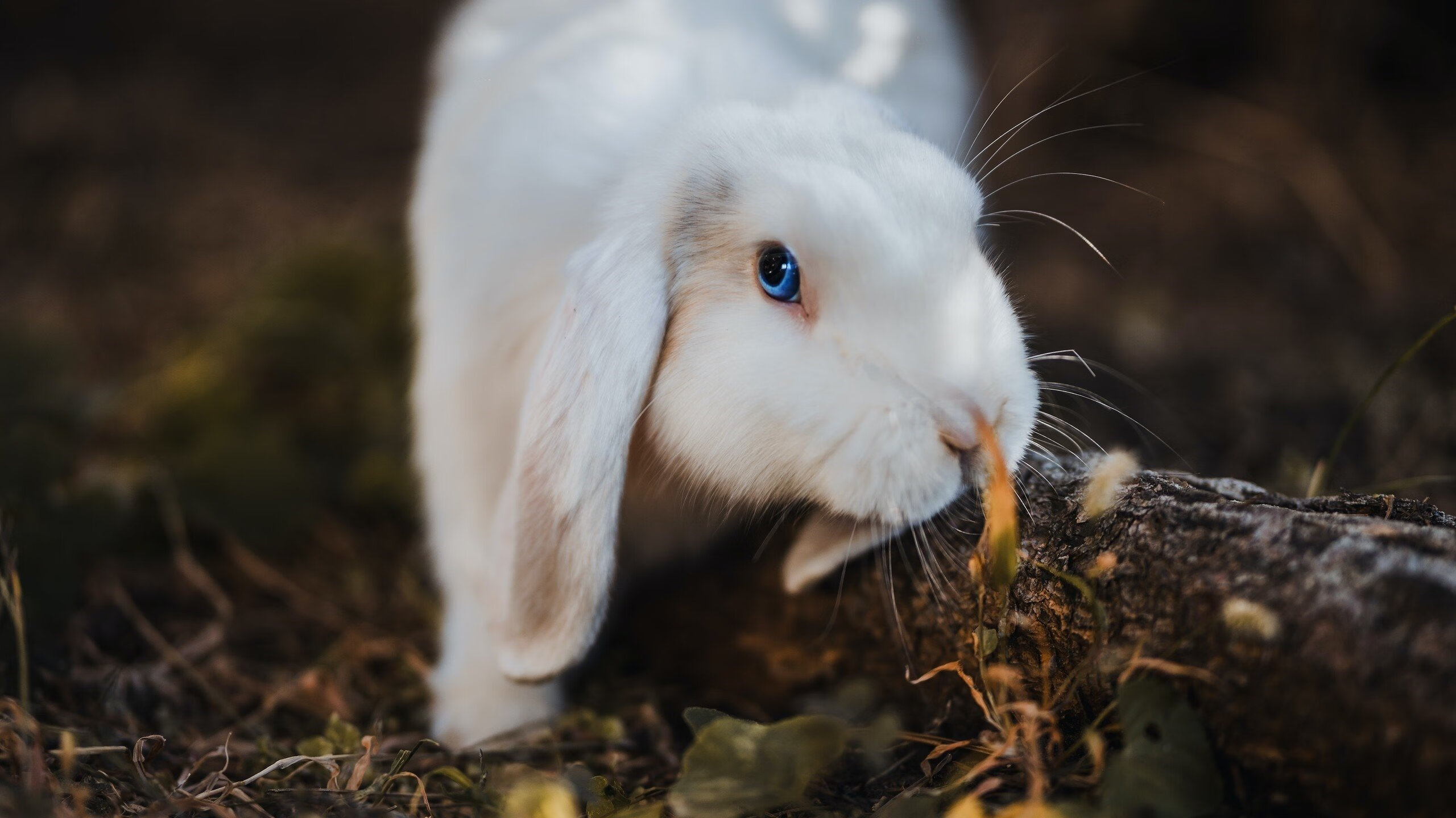 拉梅洛统治全场，森林狼防守铁壁锁死活塞