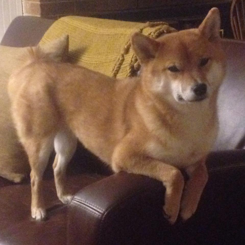 新星崛起，豪门陨落，阿尔瓦雷斯炸裂之夜与拉齐奥的战术碾压