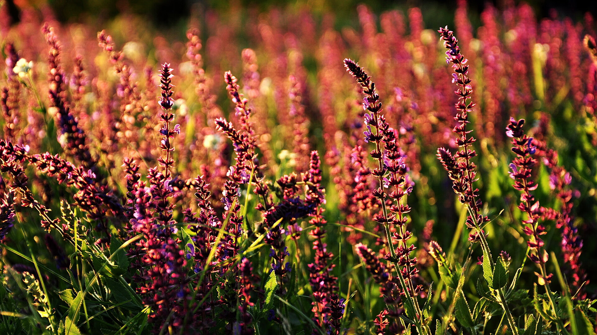 星光对决夜，马克西利刃出鞘，当现代足球的理性被天赋击穿