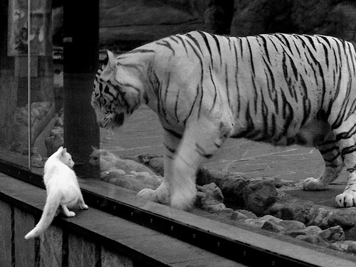 骑士对阵猛龙，哈登主宰比赛走向，关键胜利彰显领袖风范