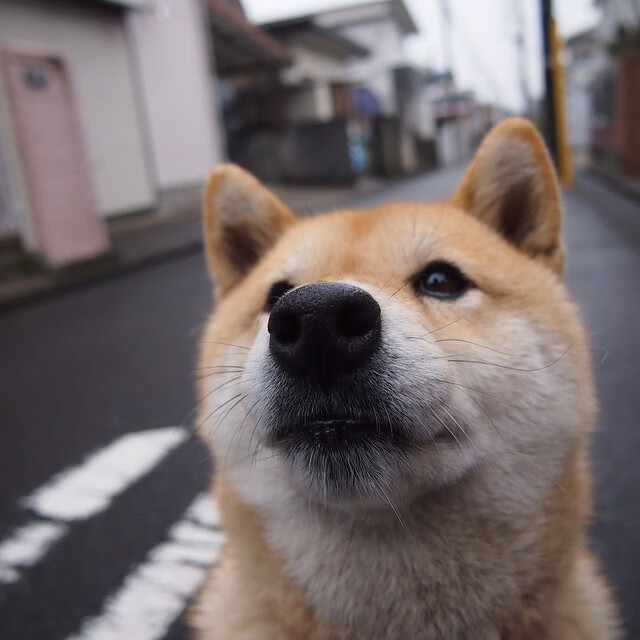 压哨奇迹,法比尼奥关键一击助曼联绝杀智利