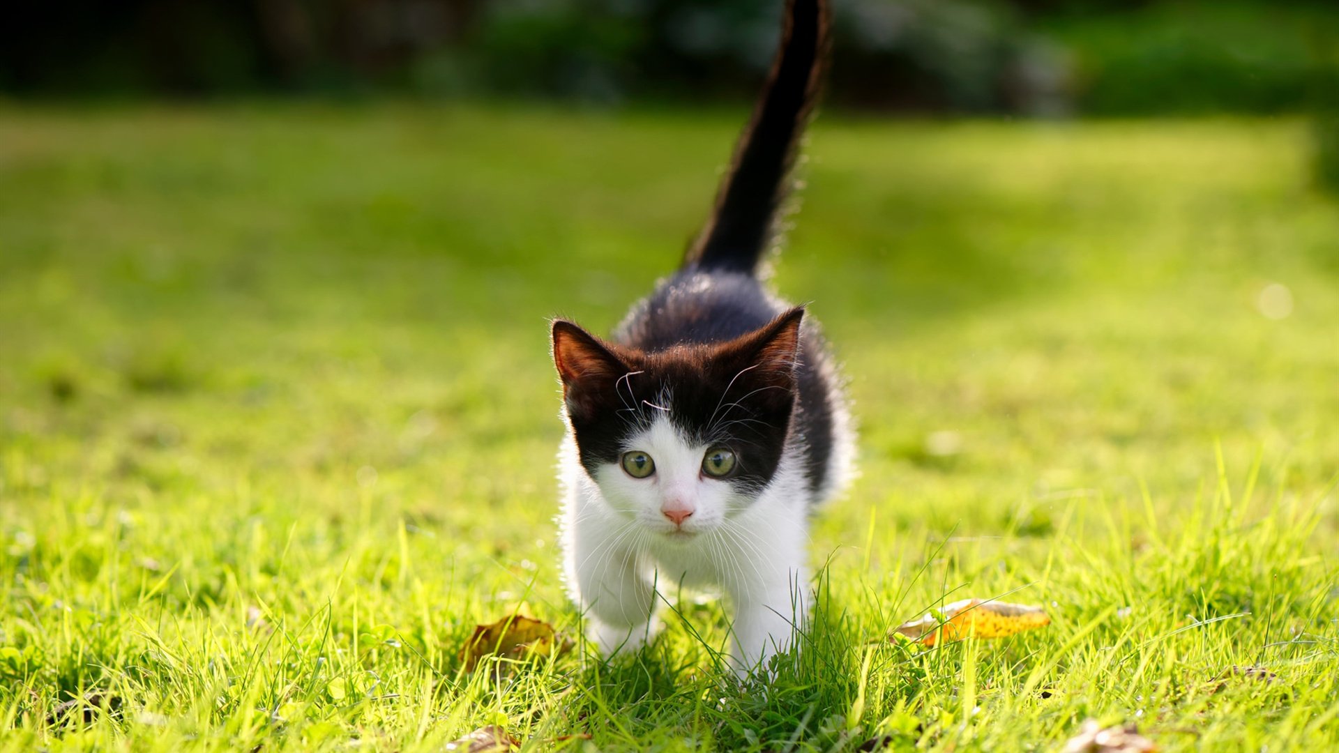 东决关键战之夜,无名小卒戈麦斯用一记绝杀震碎所有质疑