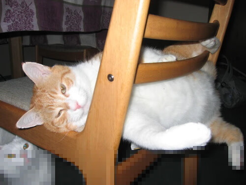 领袖的时刻,从恩比德到字母哥,诠释竞技体育的统治力