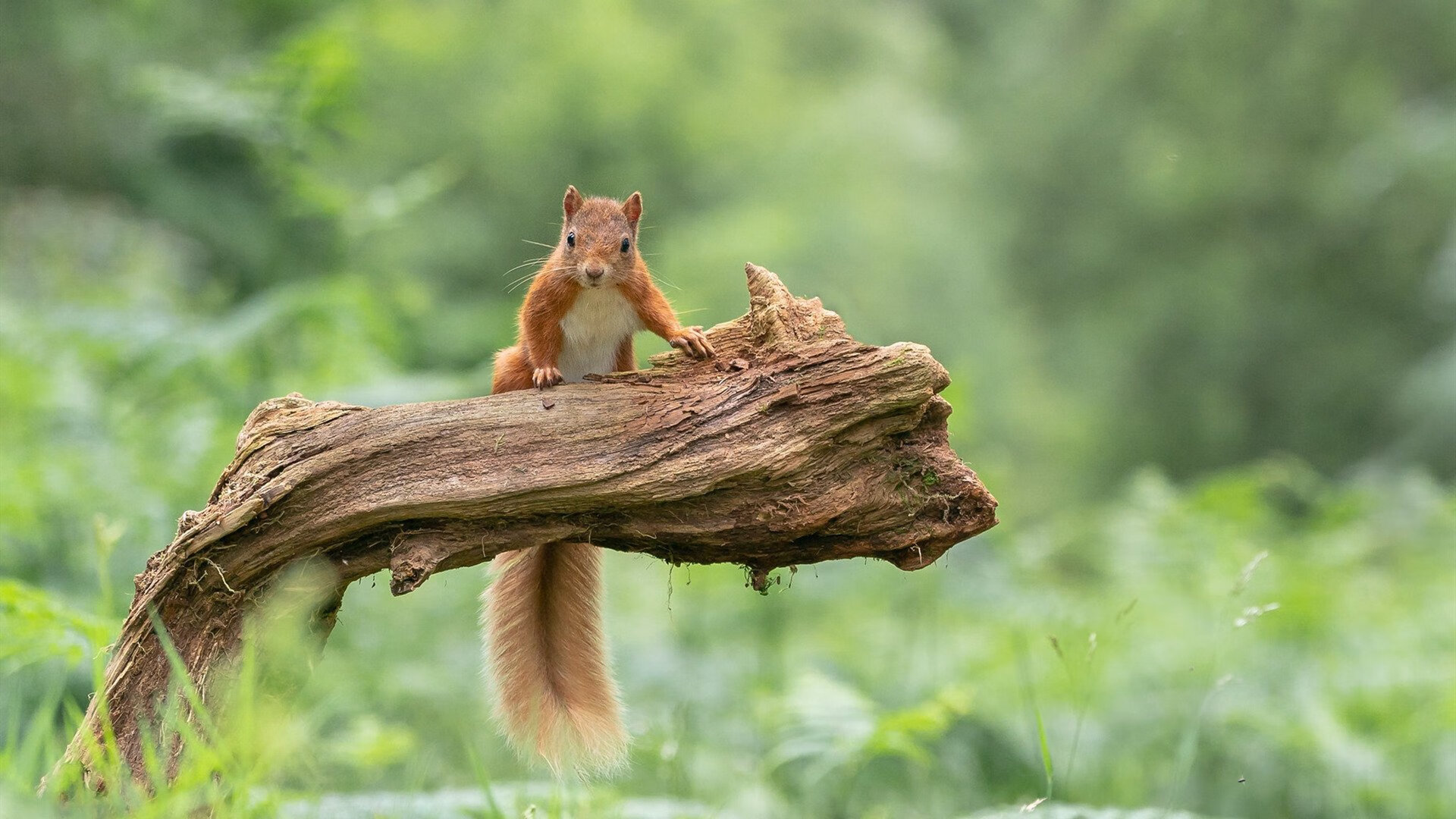 东方力量，全球瞩目，当吉林队遭遇活塞，东契奇如何定义统治力？