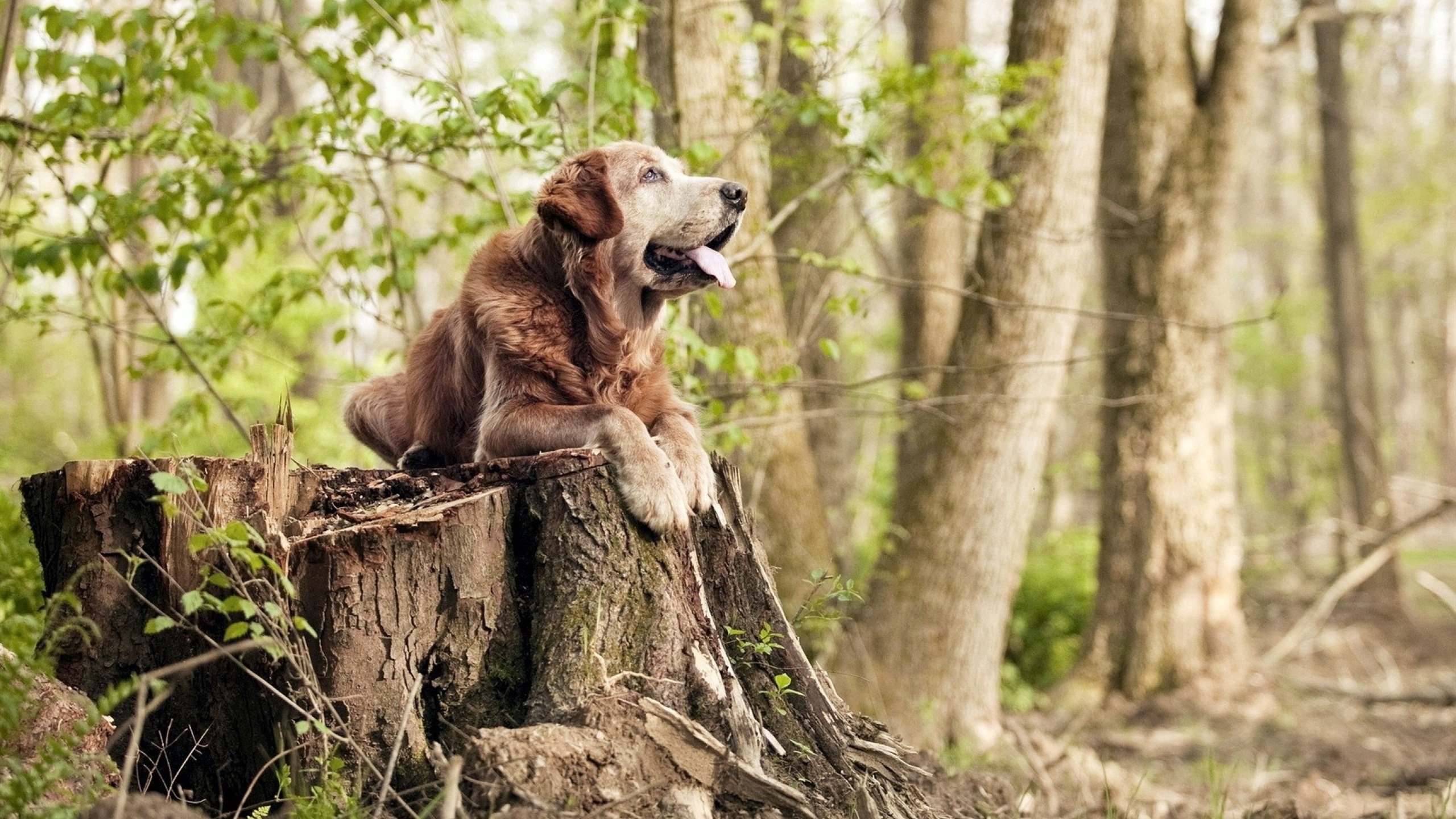 F1年度争冠之夜，迪亚斯冠军级表现闪耀赛场
