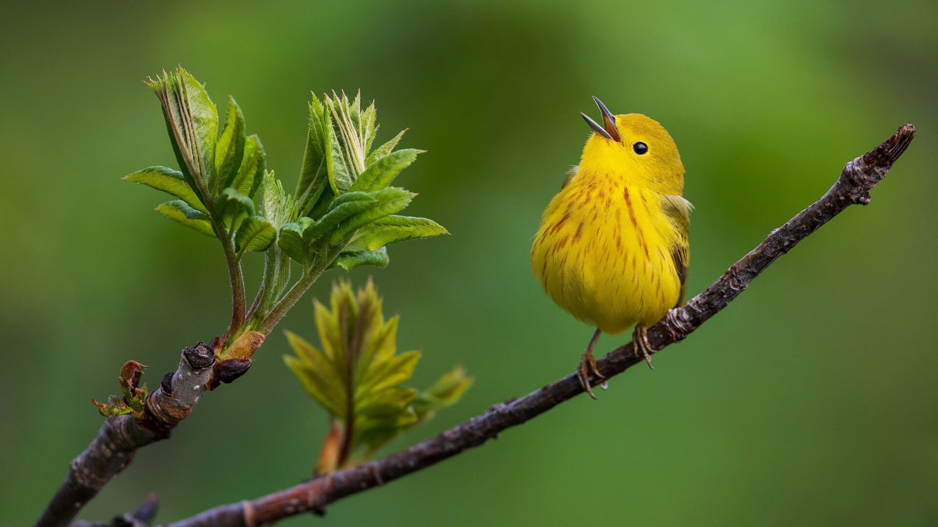 玻利维亚对阵克罗地亚，厄德高全程高能输出