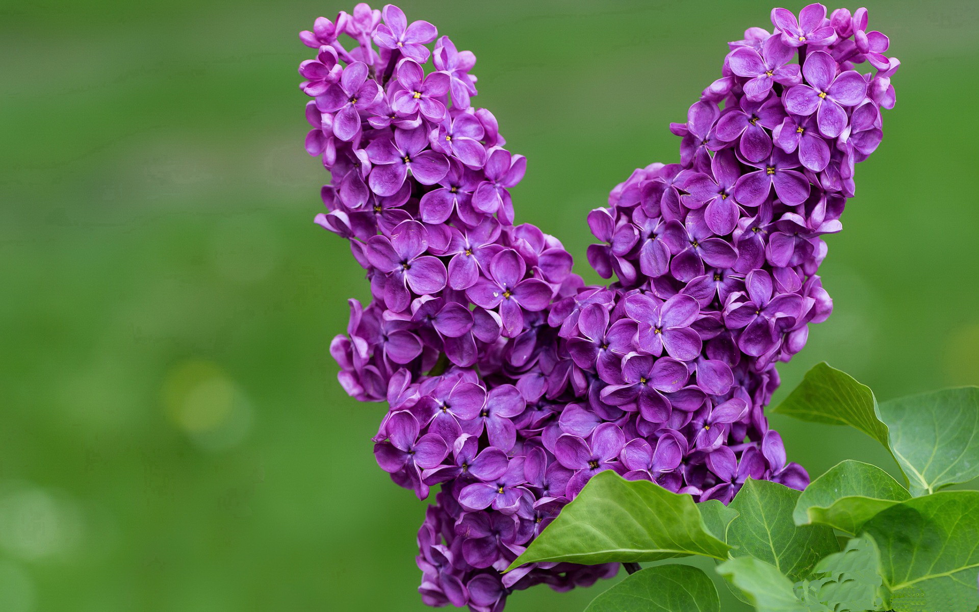 约基奇稳定输出引领风骚,凯尔特人强行终结山西队挑战