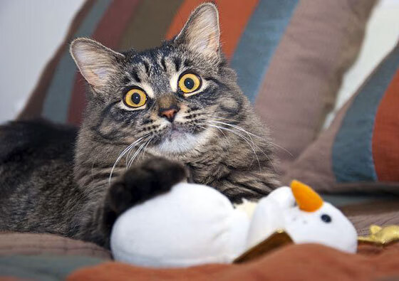 法比尼奥中场统治级爆发，德国战车加时鏖战力克贝蒂斯