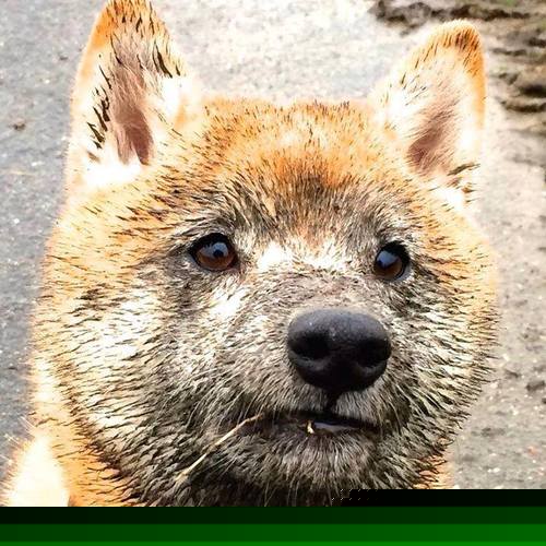 从袋鼠的绝地逆袭到北欧中场的寂静统治，论足球比赛中接管时刻的隐秘艺术