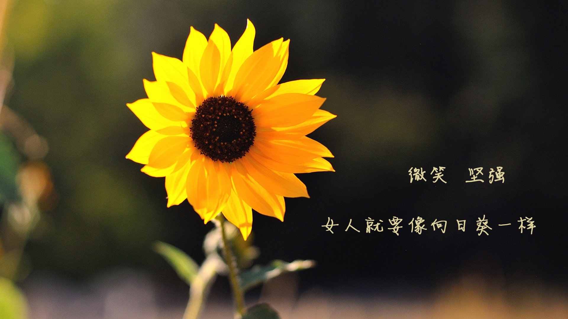 威尔士蓝狮撕裂红蓝军团，奥斯梅恩铸就诺坎普惊魂夜