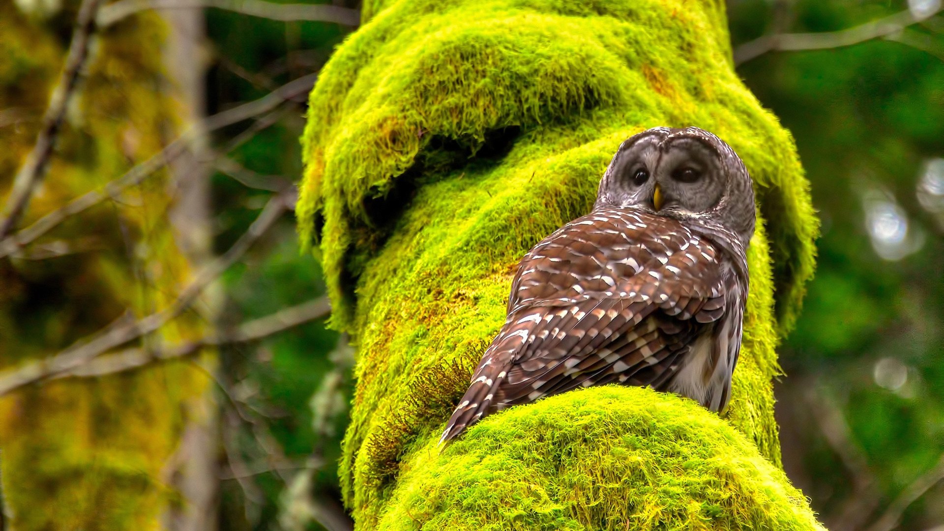 一锤定音！伊萨克闪电破门击溃奥地利，比利时提前终结悬念