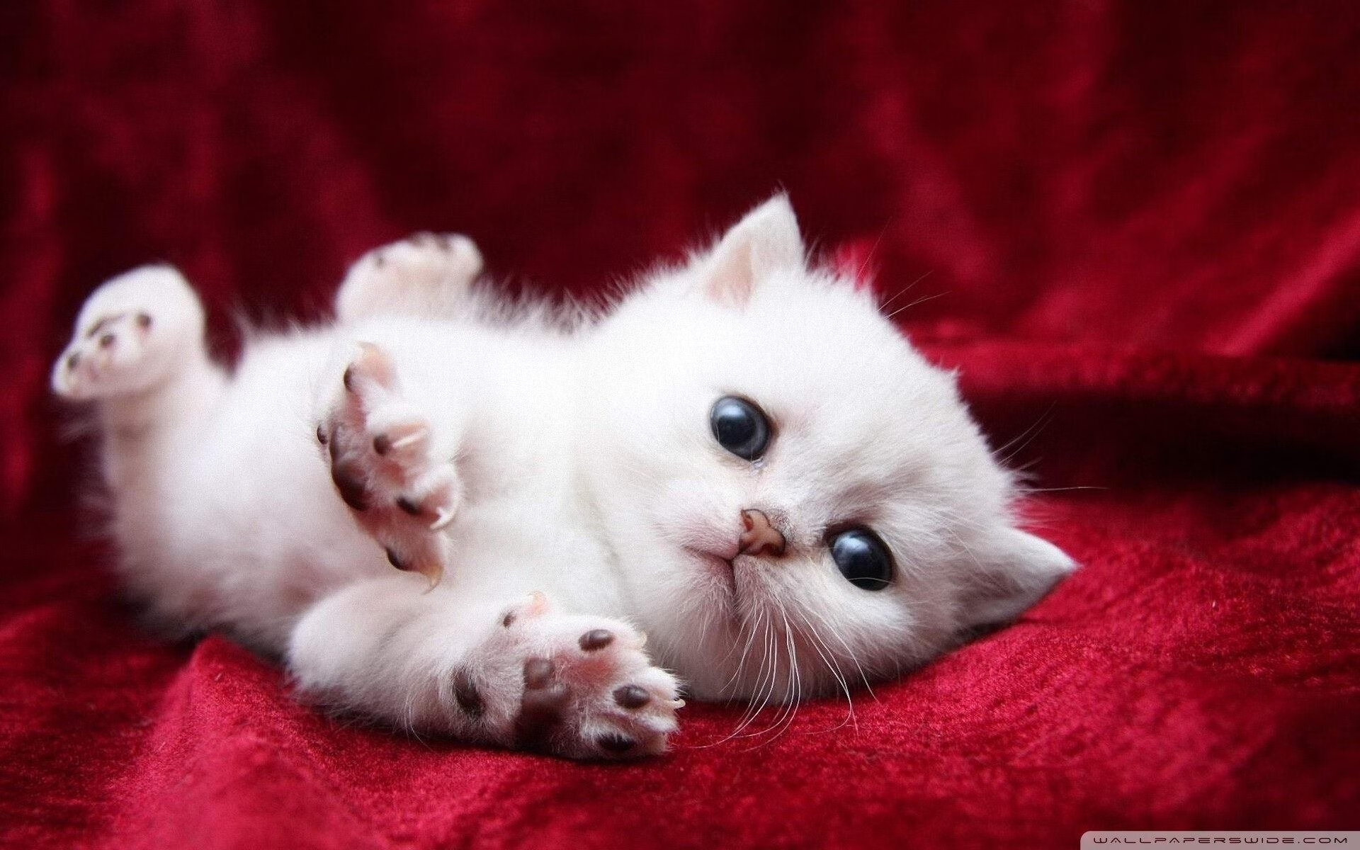 鏖战世界之巅,迪亚斯惊世反超,今夜用实力书写传奇