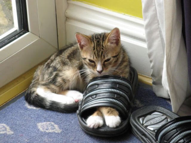 厄德高闪耀却难救主，比利亚雷亚尔险胜皇马登顶