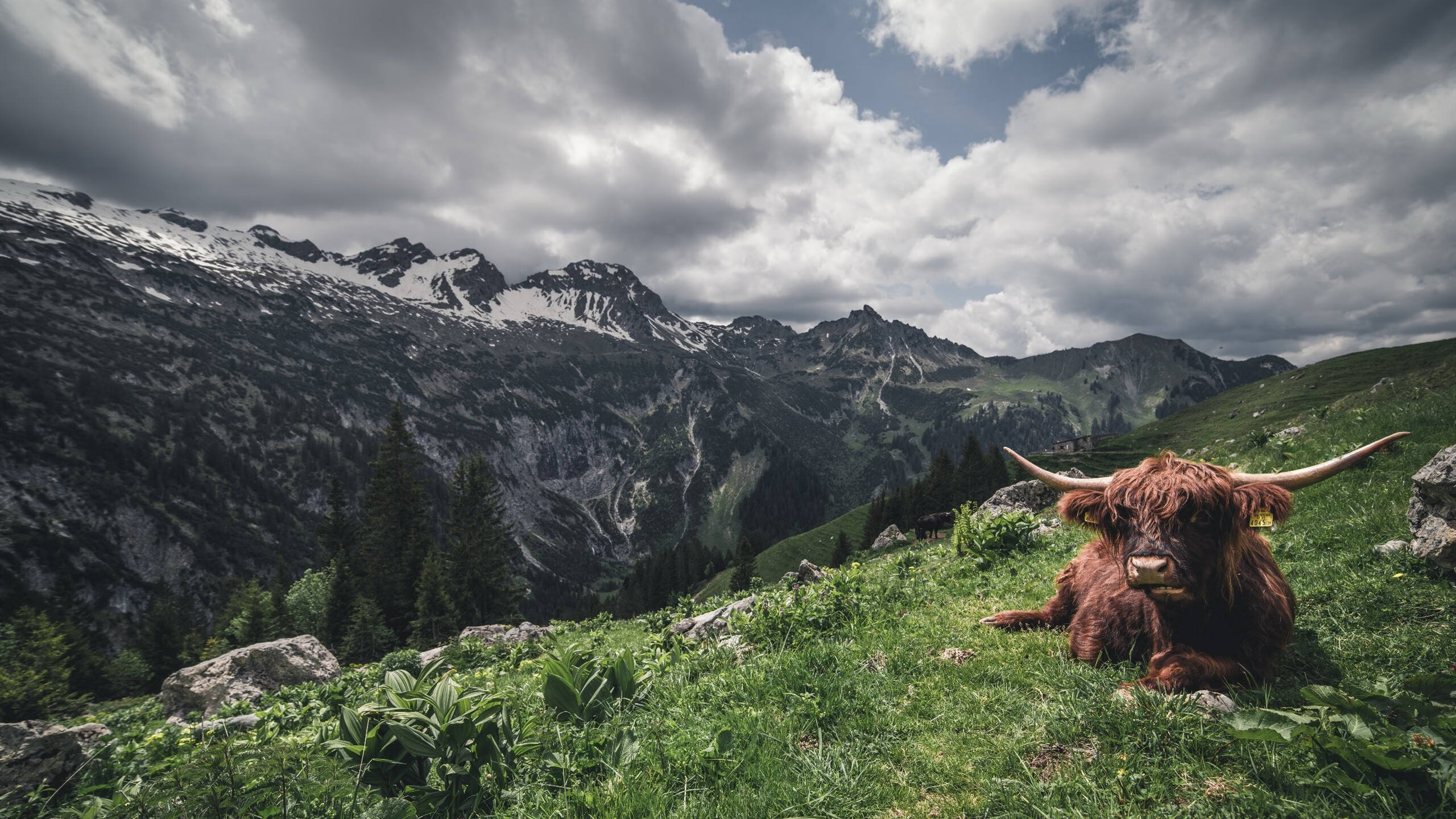 绿茵场与赛道，当三狮军团的狂喜遇见F1的红色旋风