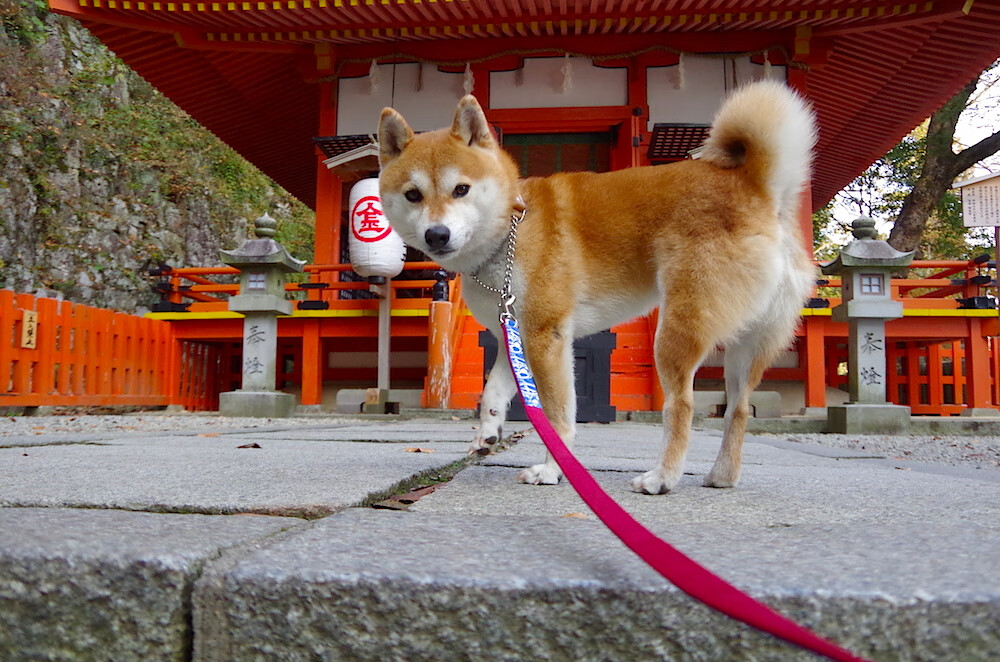 末节风暴！森林狼窒息防守逆转骑士，东决门票在望
