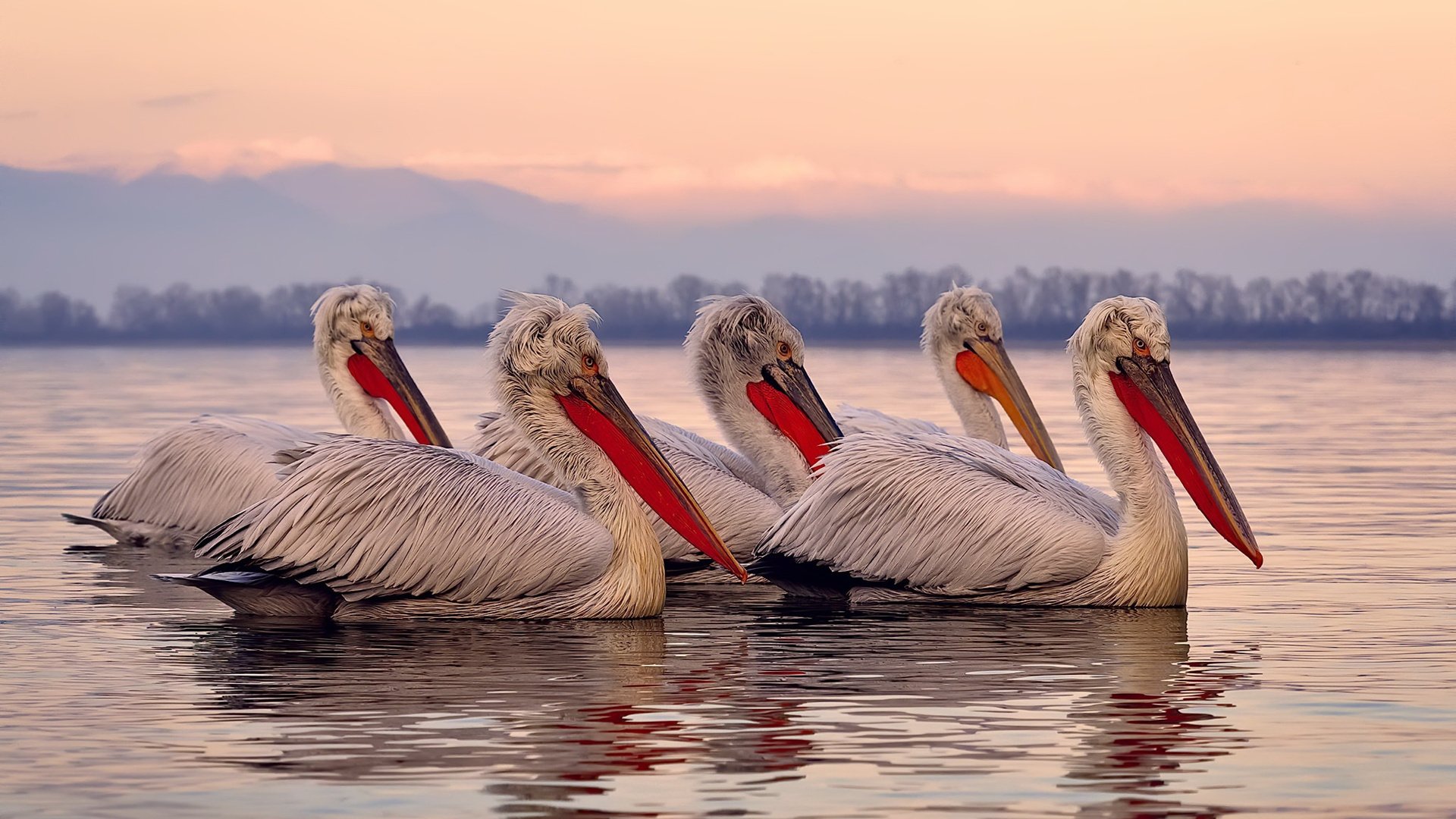 东方雪豹与北美枫叶,当新疆队决战掘金,范弗利特在总决赛舞台绽放
