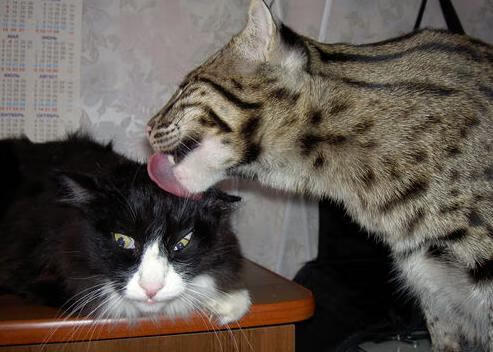 英格拉姆狂飙引领浙江队，早早让北京队吞下失利苦果