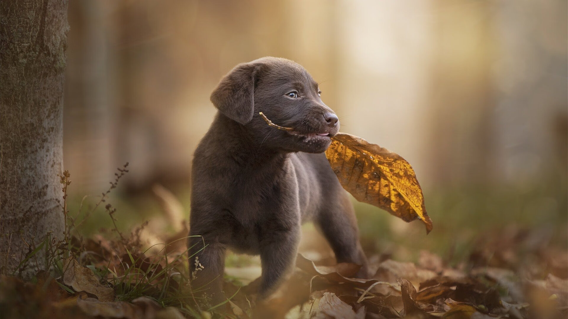 太平洋的风吹过英伦，当贝林厄姆接管英超，世界看见了美国式的胜利范本