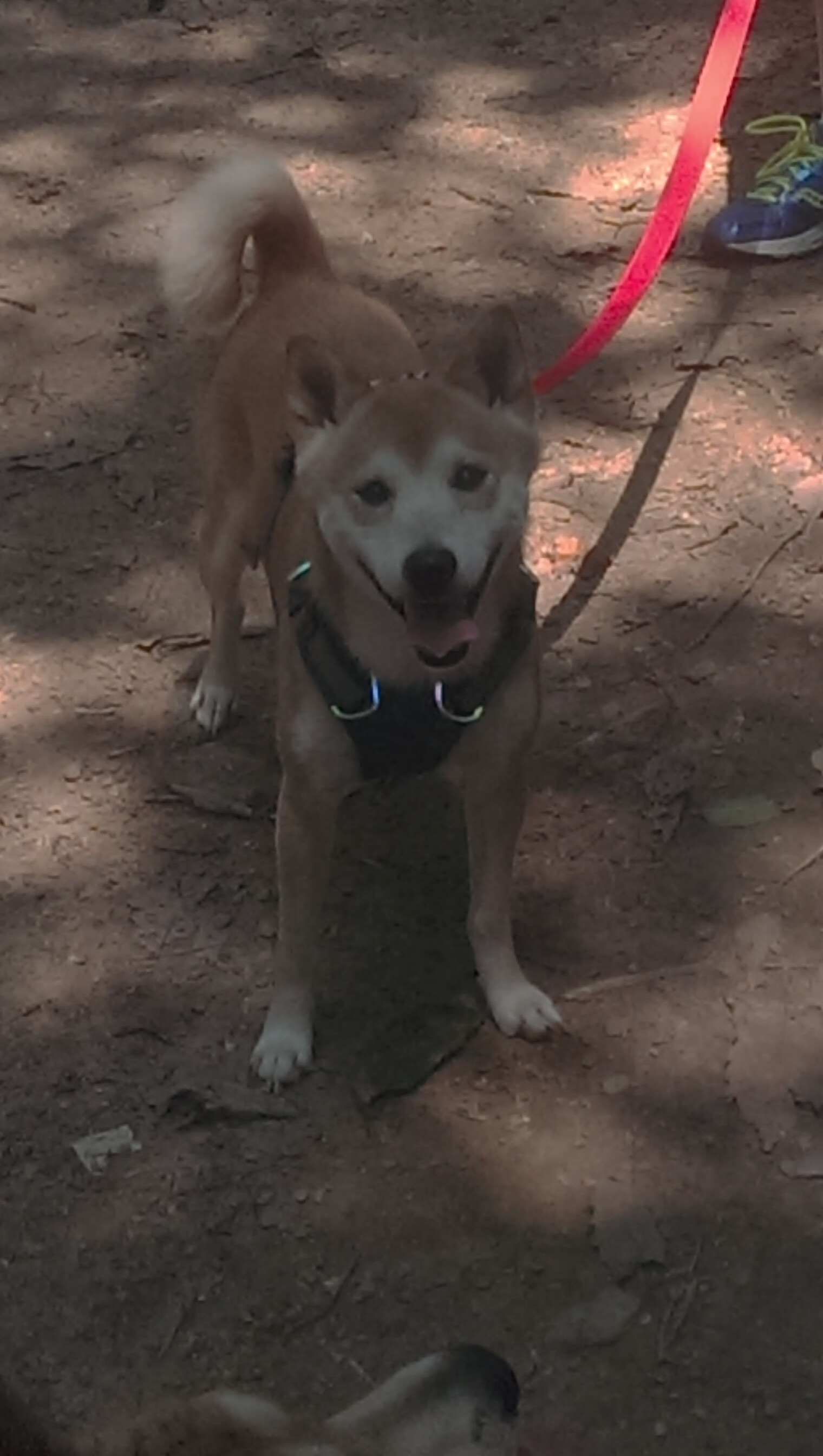 绿茵与硬木的交响，一场跨越时空的终极对决