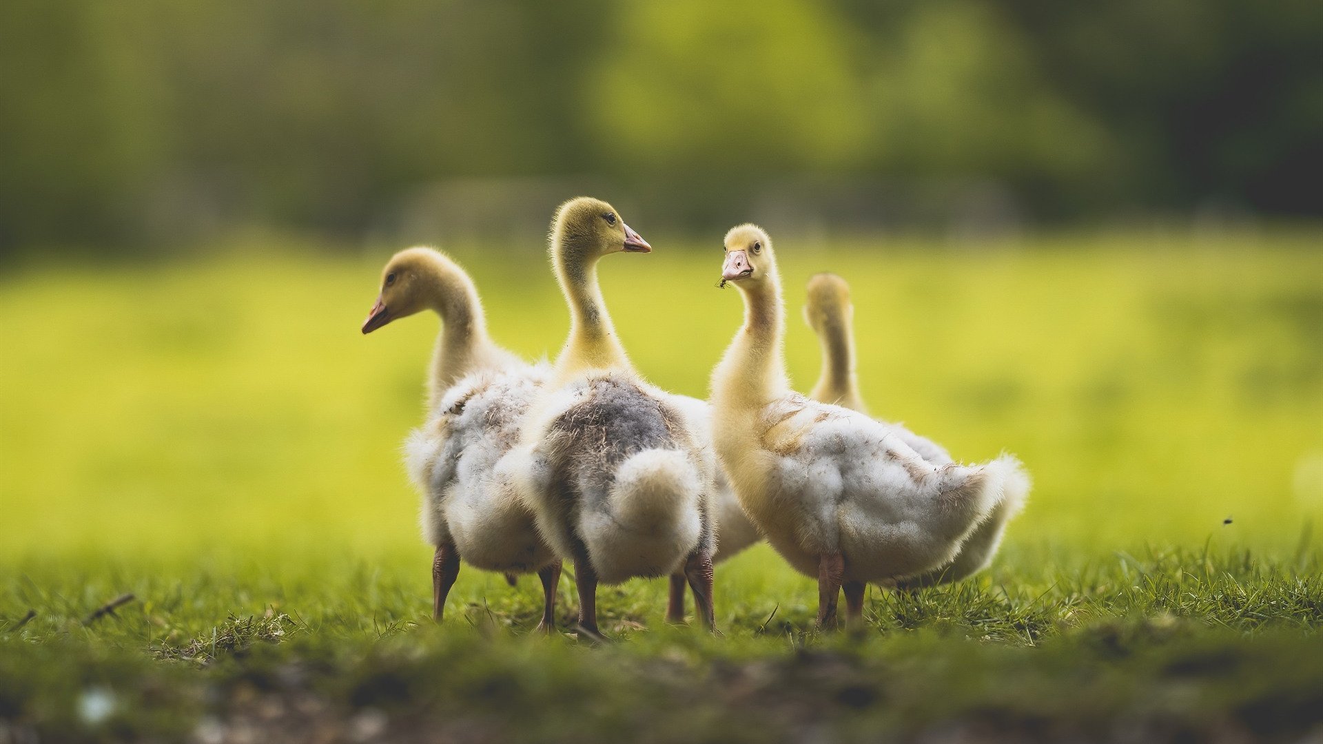 加勒比黑马撼动北美大陆，哥斯达黎加硬仗击退皇家社会阴影