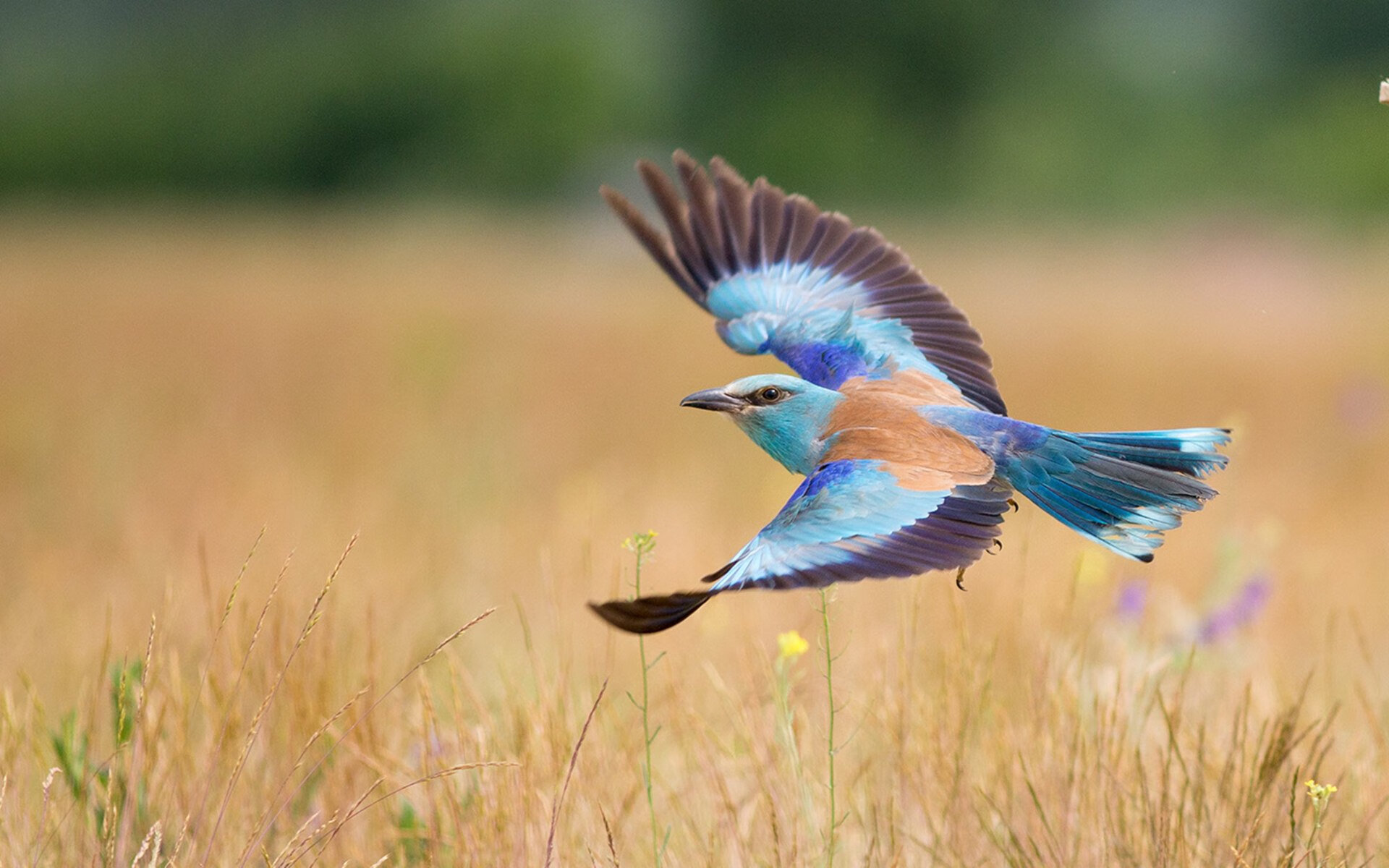 决战南大西洋，阿根廷险胜几内亚，基米希关键回合定乾坤